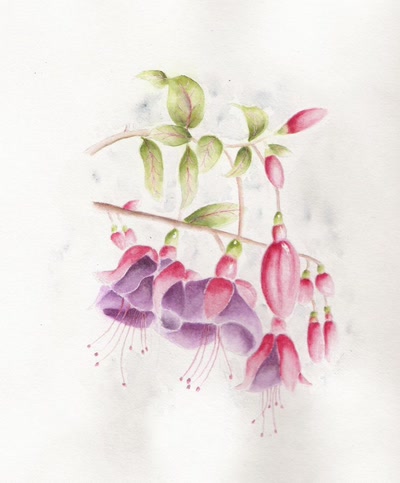 Résultat de recherche: FUSHIAS