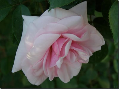 Résultat de recherche: Rose 13508