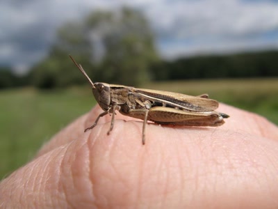 Œuvre de anime: Insectes