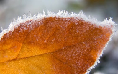 Œuvre de rosa: Arbres - feuilles