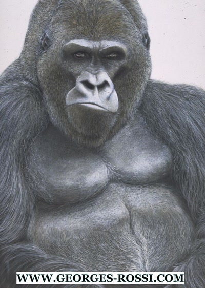 Œuvre de picvert: platon , le gorille ...