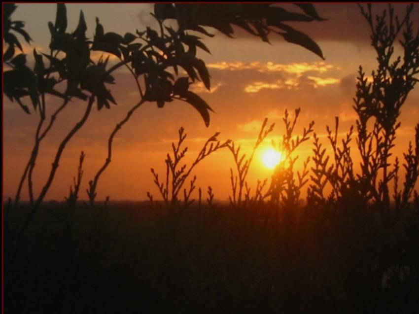 Coucher derrière les thuyas