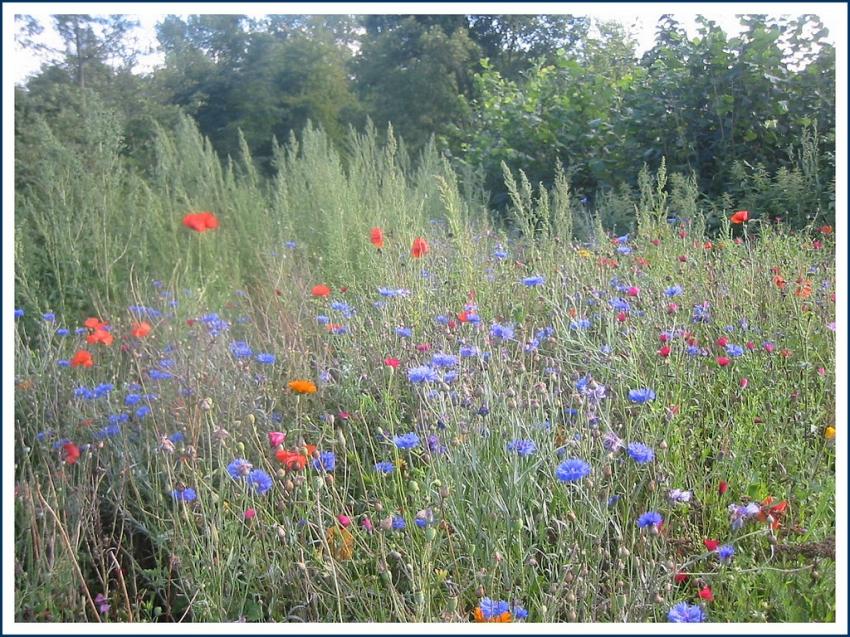 Asters et coquelicots