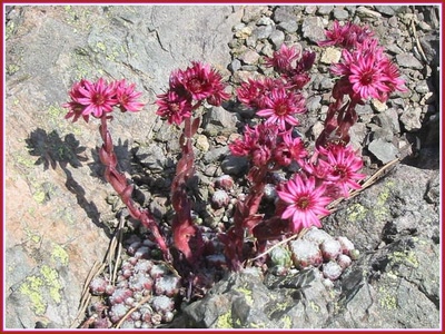Résultat de recherche: Joubarbe - Fleur des montagnes