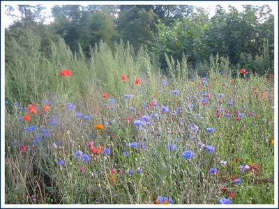 Résultat de recherche: Asters et coquelicots