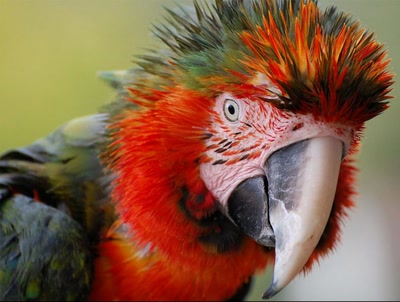 Œuvre de ESS: Perroquet