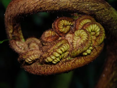 Résultat de recherche: alien