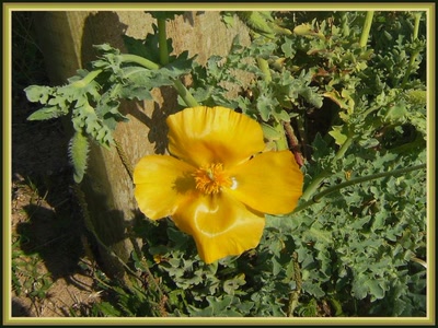 Résultat de recherche: Pavot sauvage