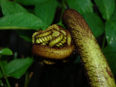 Résultat de recherche: fougére