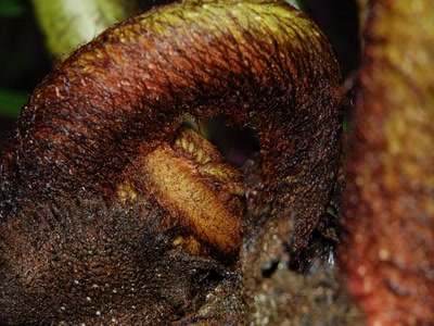 Résultat de recherche: poilue