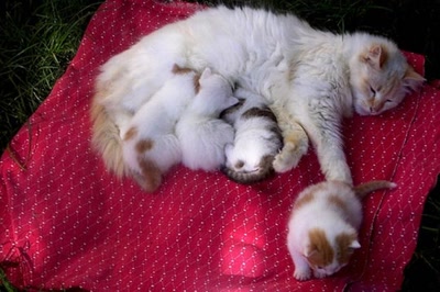 Œuvre de touta: en famille