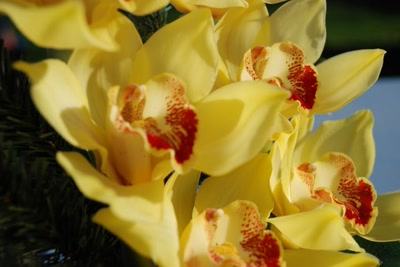 Résultat de recherche: Orchidées