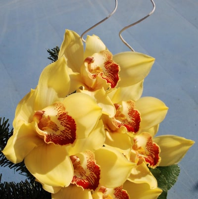 Résultat de recherche: Orchidées