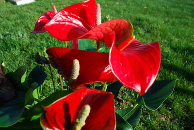 Œuvre de tam-tam: Anturium