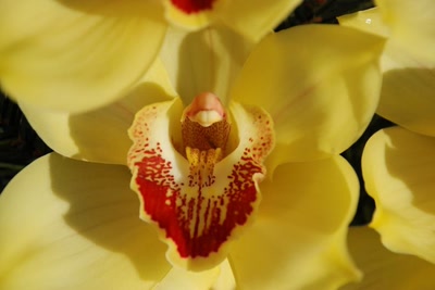 Résultat de recherche: Orchidées