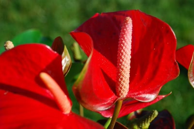 Œuvre de tam-tam: Anturium