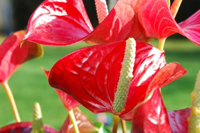 Œuvre de tam-tam: Anthurium