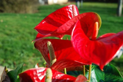 Œuvre de tam-tam: Anturium