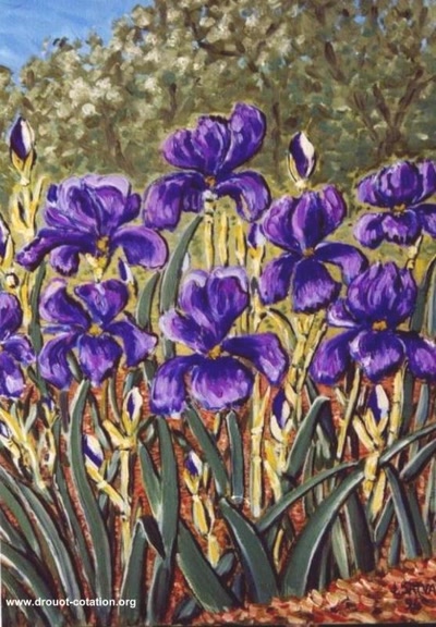Œuvre de J.SALVAT: IRIS  de mon jardin