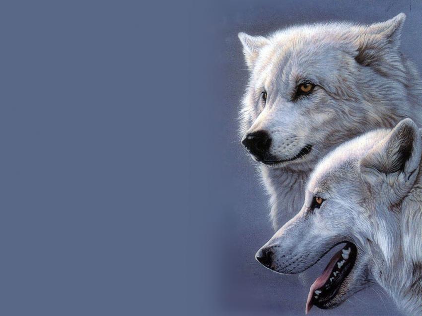 Loups