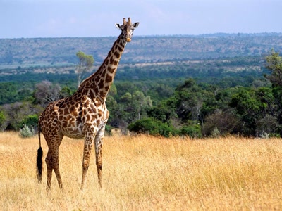 Girafe