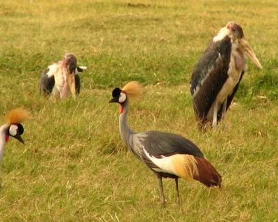 Œuvre de fannio: Oiseaux