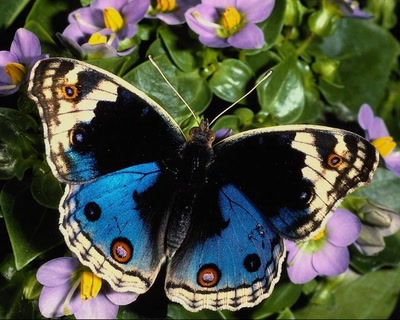 Œuvre de fannio: Papillons