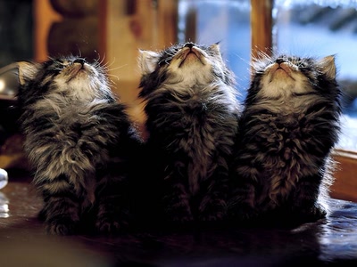 Œuvre de rosa: chat