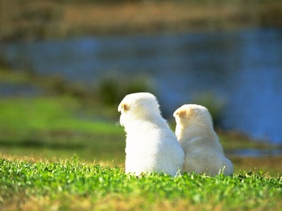 Résultat de recherche: Chiens