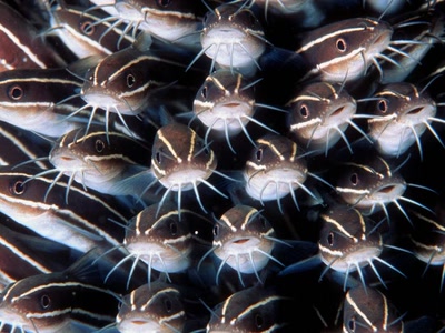 Œuvre de fannio: fonds marins