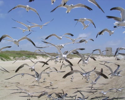 Œuvre de fannio: Oiseaux