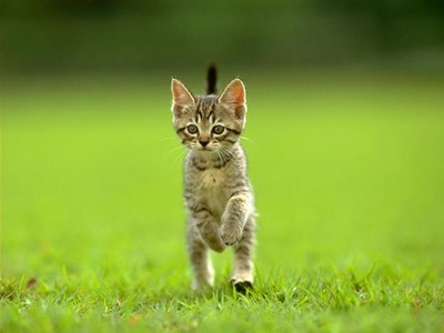 Œuvre de rosa: chat