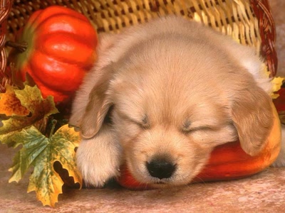 Résultat de recherche: Chiens