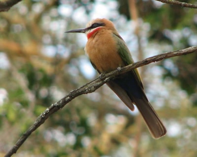 Œuvre de fannio: Oiseaux