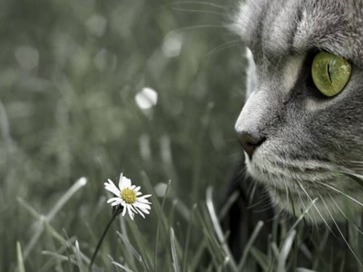 Œuvre de rosa: chat