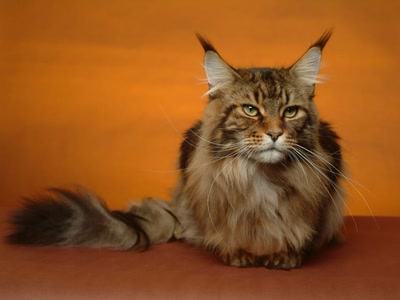 Œuvre de rosa: chat