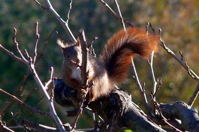 Œuvre de coelisa: ECUREUIL ROUX 2
