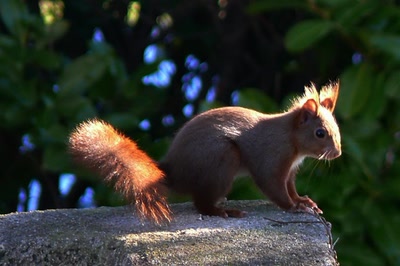 Œuvre de coelisa: ECUREUIL ROUX