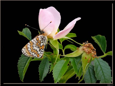 Œuvre de coelisa: PAPILLON