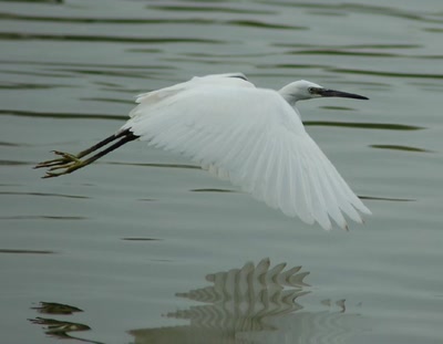 Résultat de recherche: aigrette garzette
