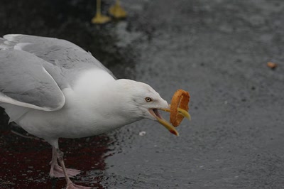 Résultat de recherche: Rondelles d'oignons délicieux !!!
