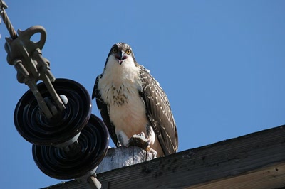 Résultat de recherche: Balbuzard avec sa proie.