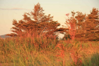 Résultat de recherche: Arbres au lever du soleil.