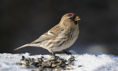 Résultat de recherche: Sizerin flammé.
