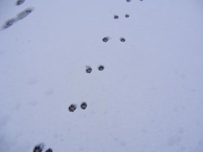 Œuvre de inano: suivez-moi