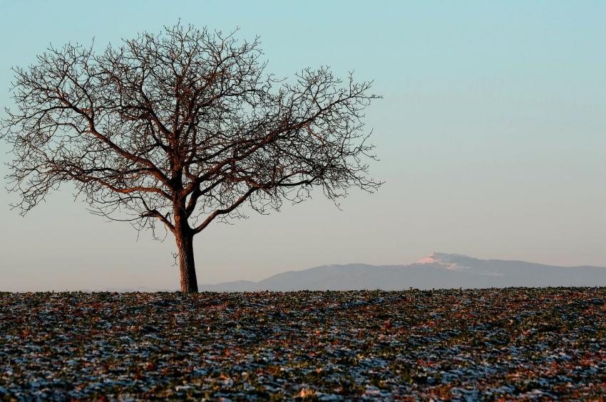 L'arbre et le Grand-Ballon