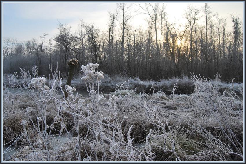 Marais d'Isle à St-Quentin (02)