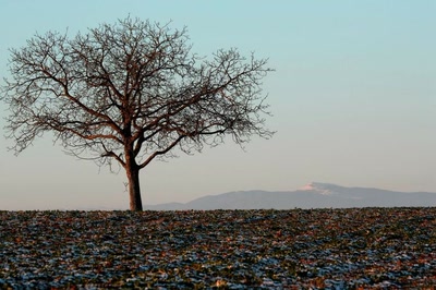 Résultat de recherche: L'arbre et le Grand-Ballon