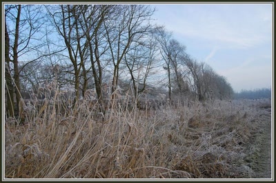 Marais d'Isle à St-Quentin (02)
