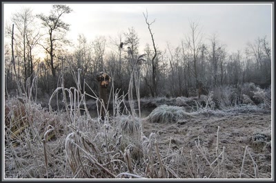 Marais d'Isle à St-Quentin (02)